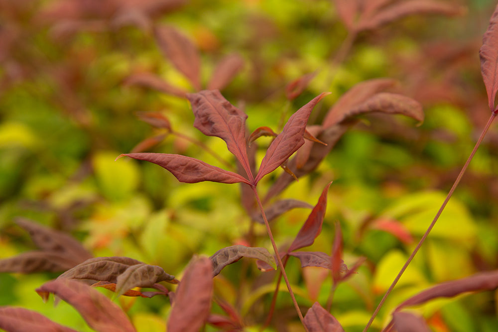 Nandina domestica ‘Fire Power’ Heavenly Bamboo