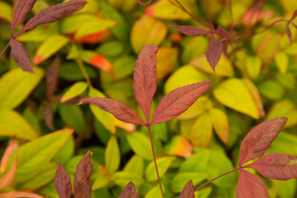 Nandina domestica ‘Fire Power’ Heavenly Bamboo