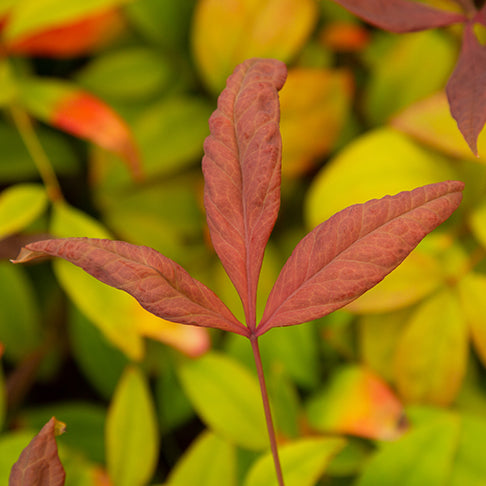 Nandina domestica ‘Fire Power’ Heavenly Bamboo