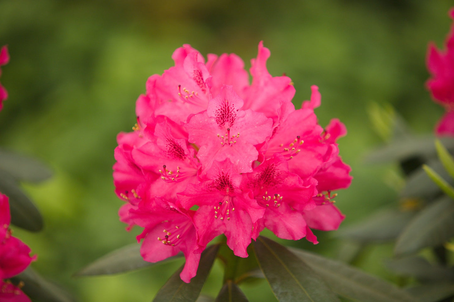 Rhododendron Nova Zembla