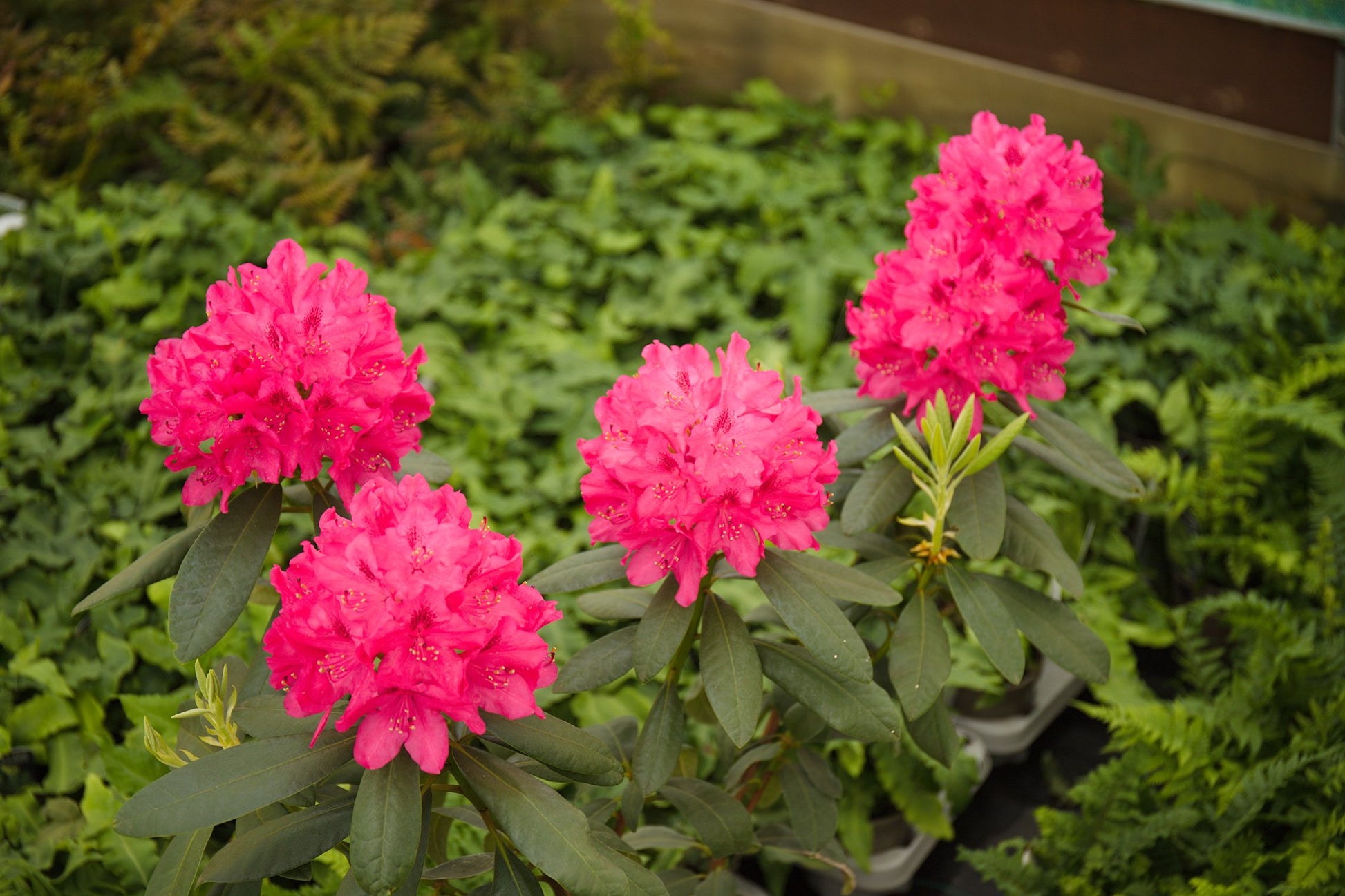 Rhododendron Nova Zembla