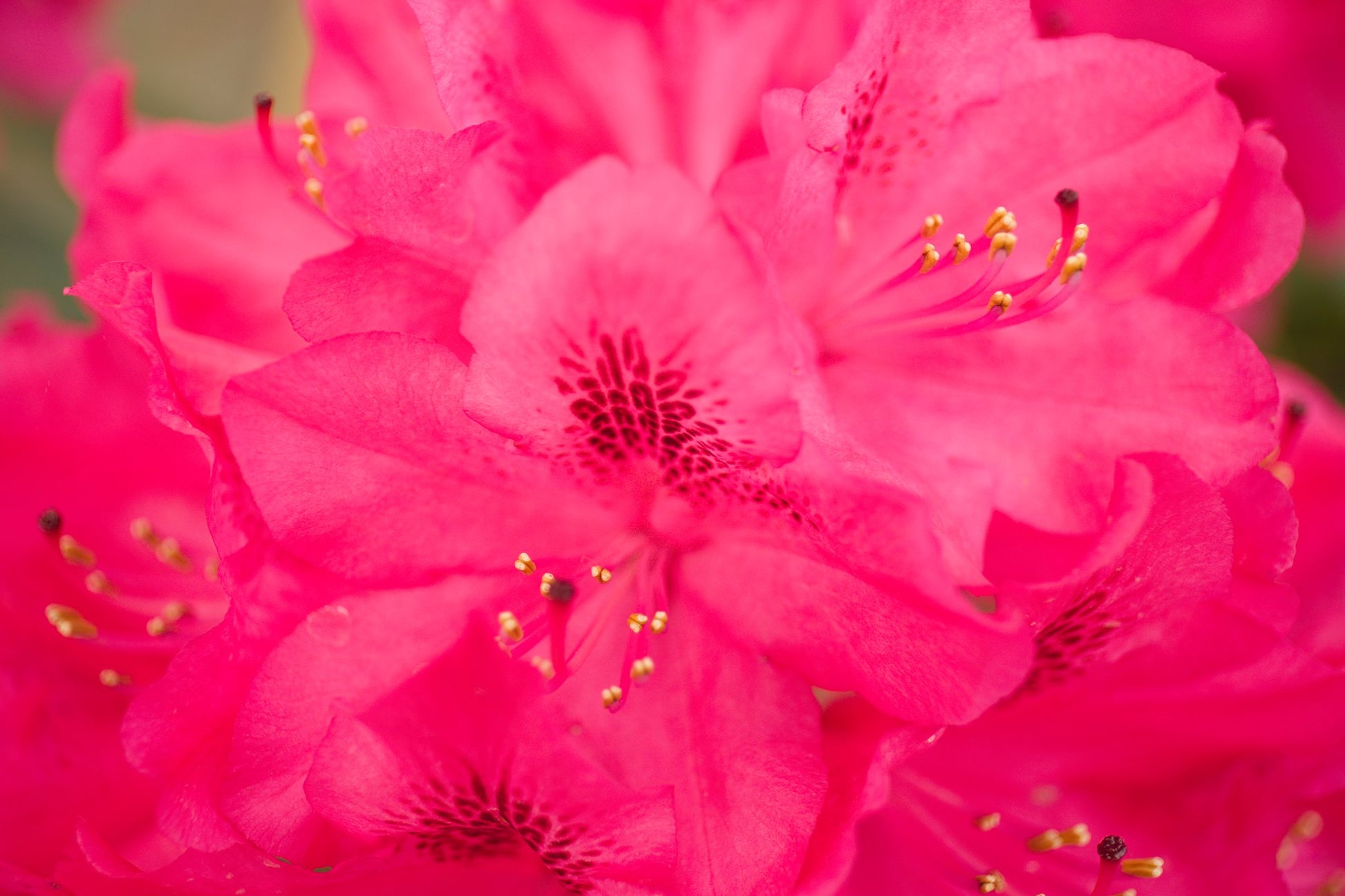 Rhododendron Nova Zembla