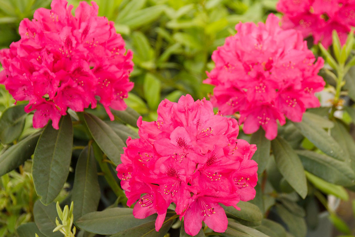 Rhododendron Nova Zembla