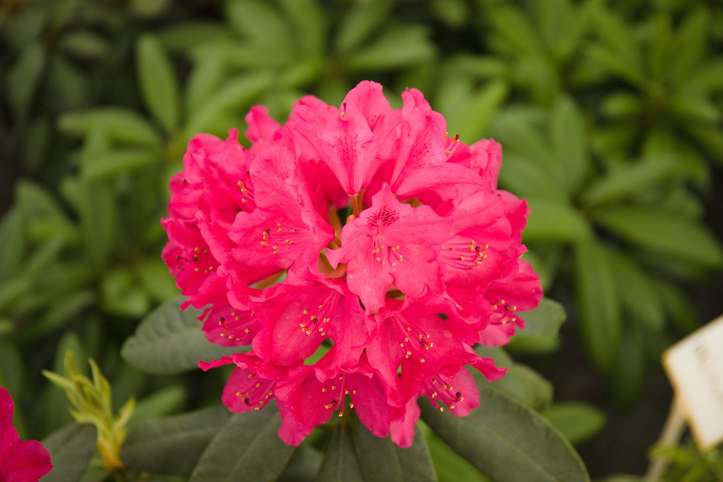 Rhododendron Nova Zembla