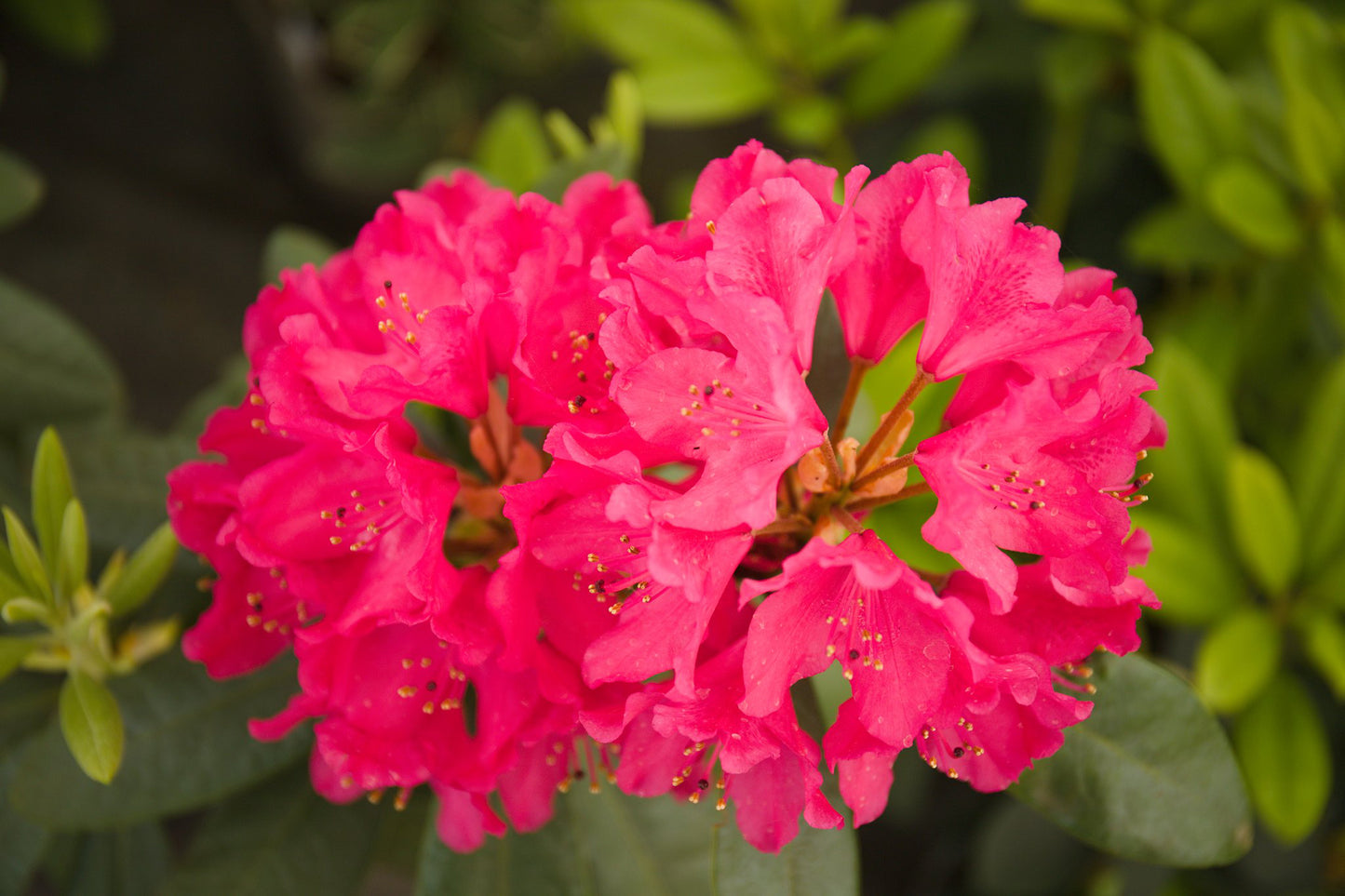 Rhododendron Nova Zembla