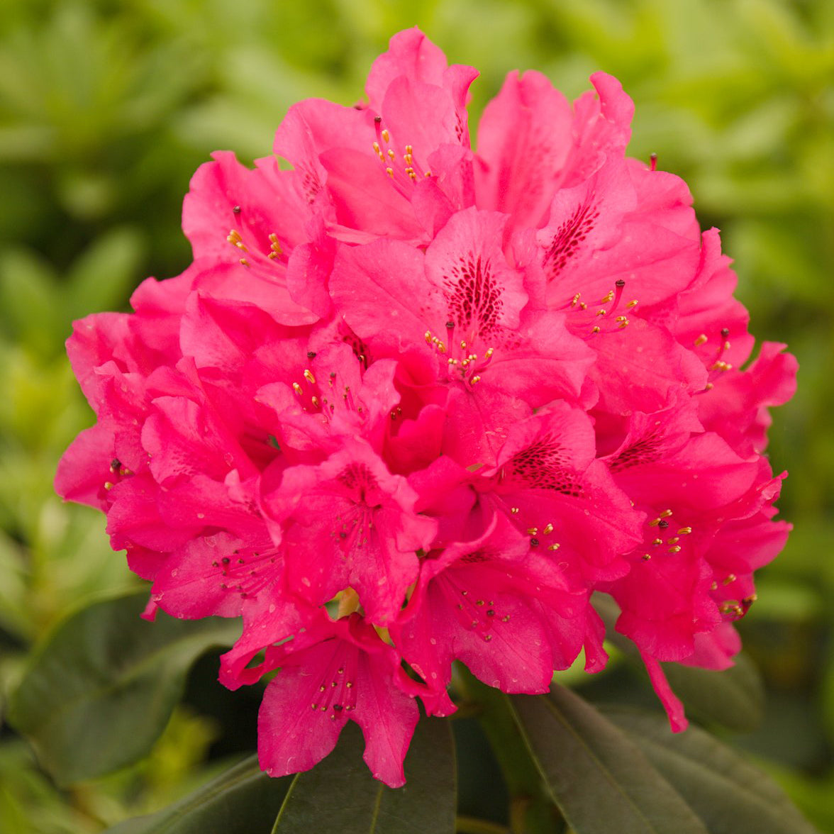 Rhododendron Nova Zembla