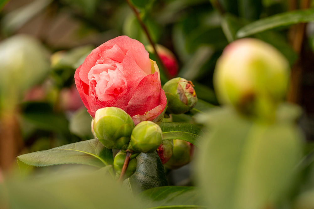 Camellia Nuccio's Jewel