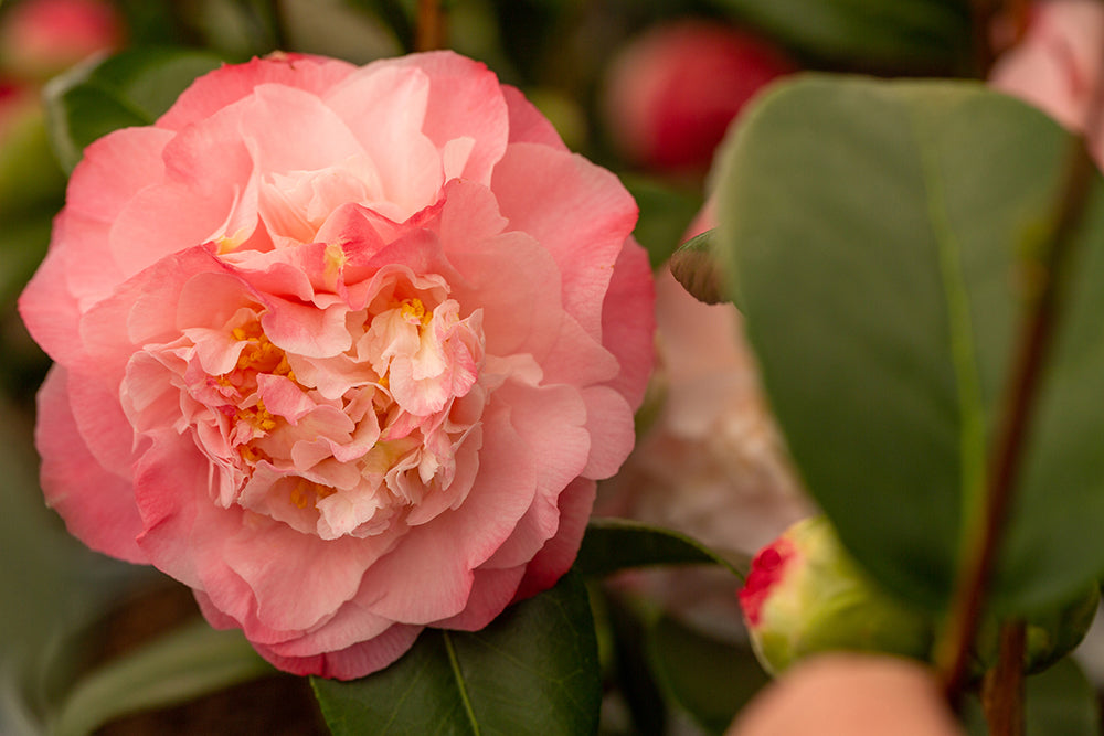 Camellia Nuccio's Jewel