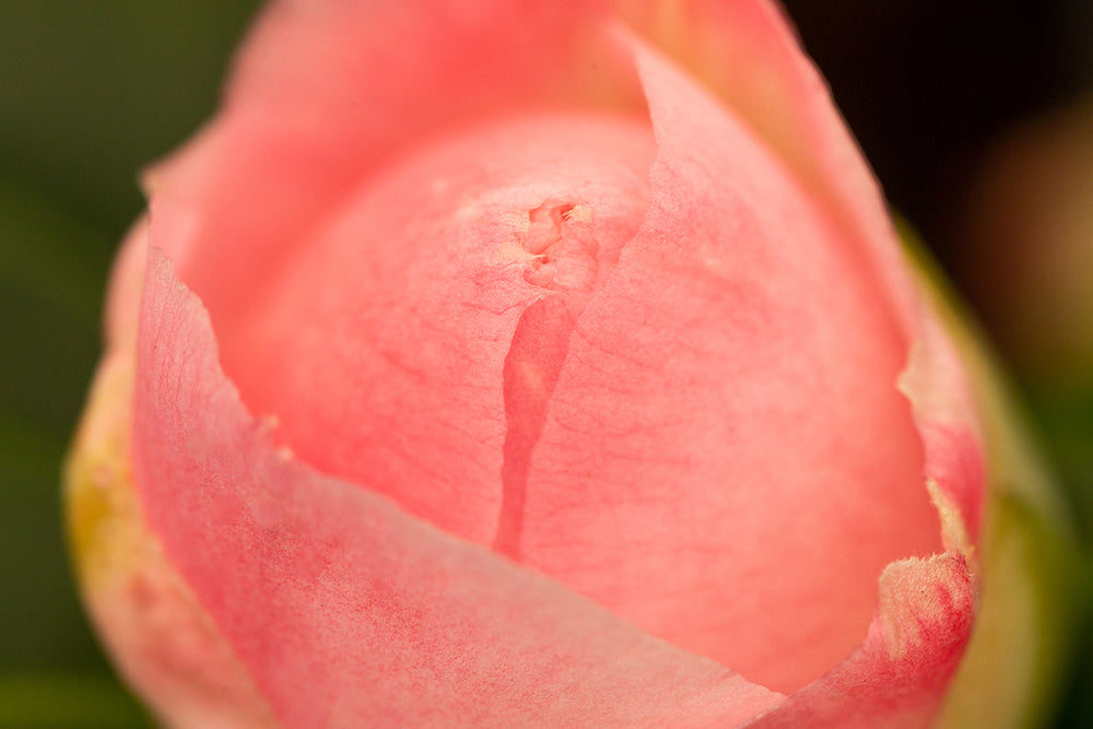 Camellia Nuccio's Jewel