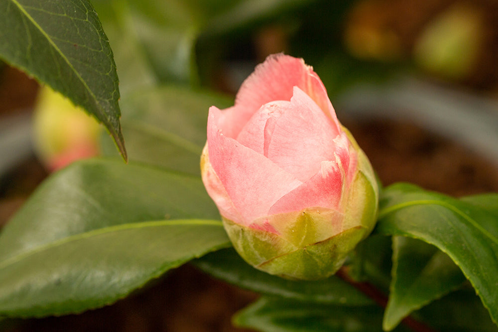 Camellia Nuccio's Jewel