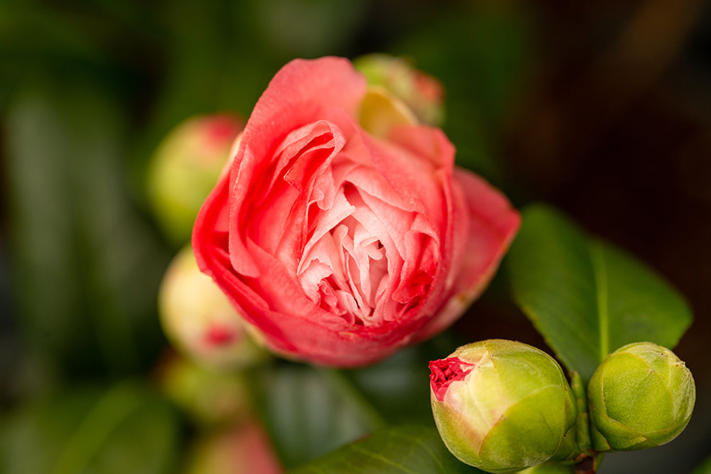 Camellia Nuccio's Jewel