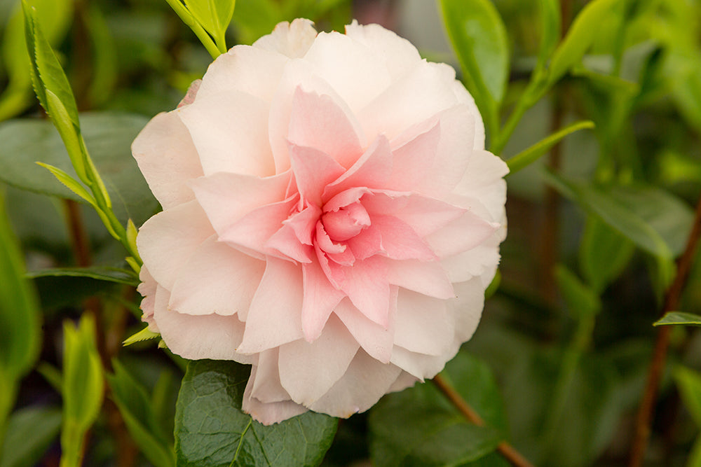 Camellia Nuccio's Pearl