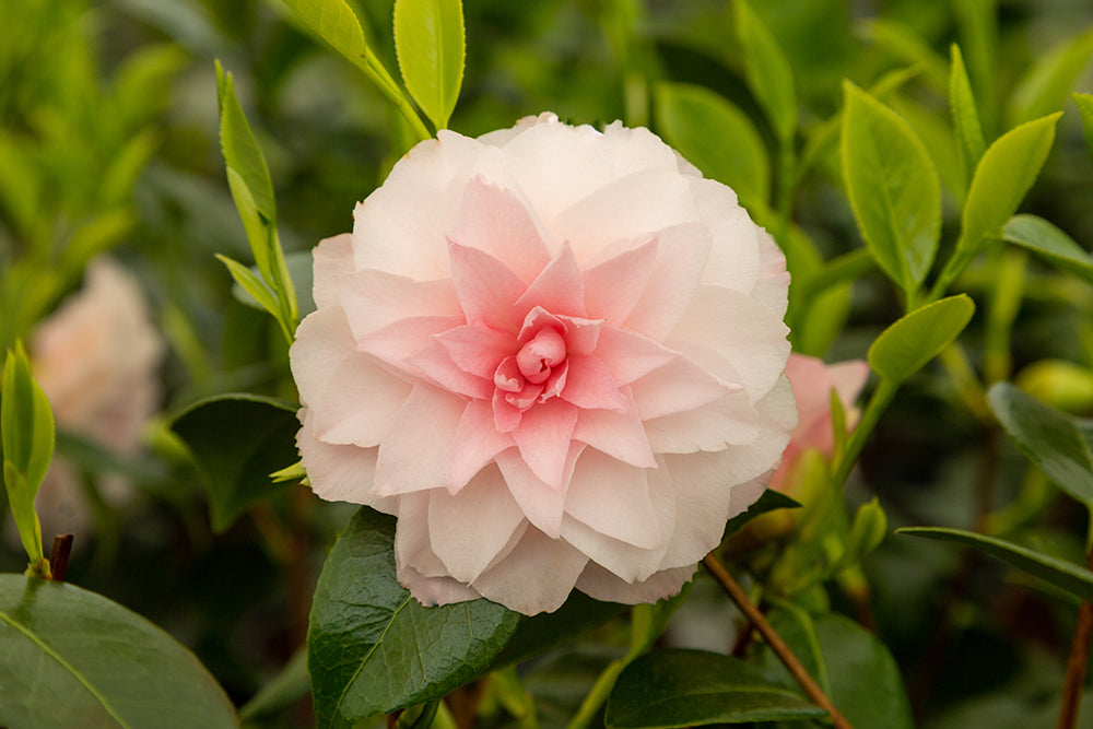 Camellia Nuccio's Pearl