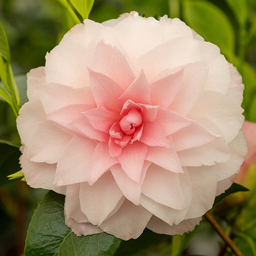 Camellia Nuccio's Pearl