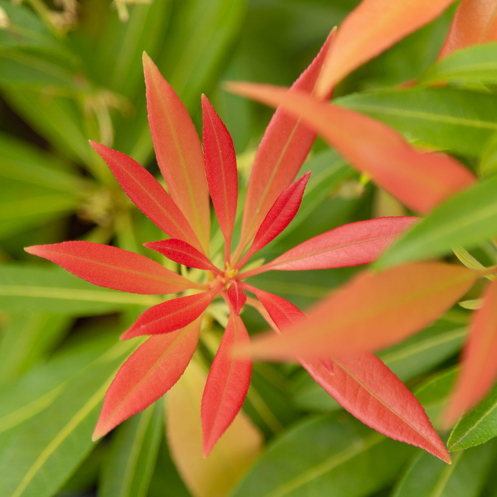 Pieris japonica 'Forest Flame' (AGM) Lily of the Valley Shrub