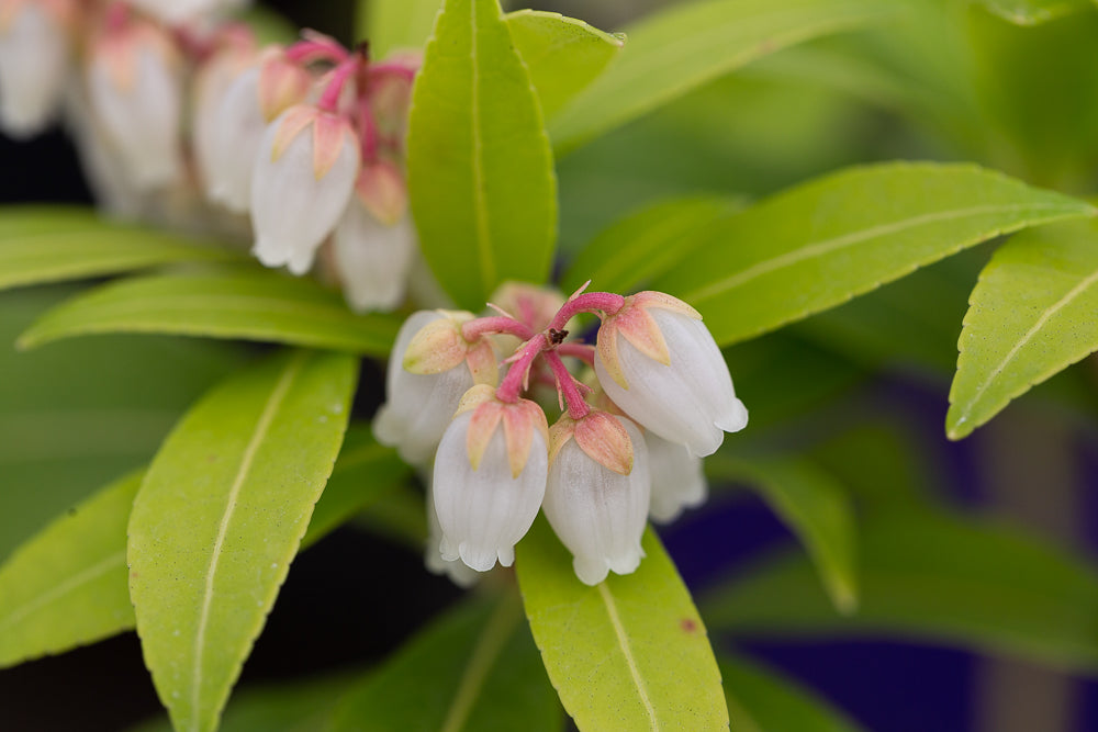 Pieris japonica 'Forest Flame' (AGM) Lily of the Valley Shrub