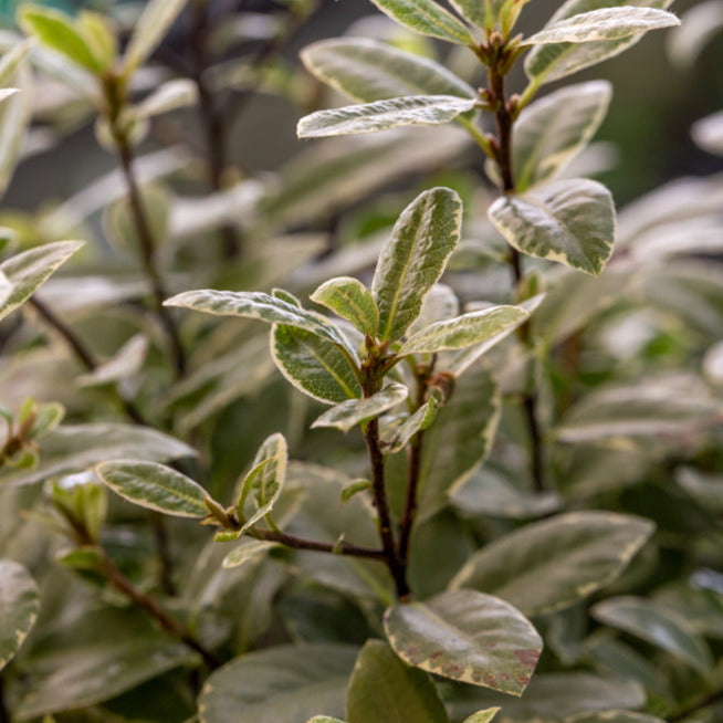 Pittosporum_tenuifolium_Silver_Ball