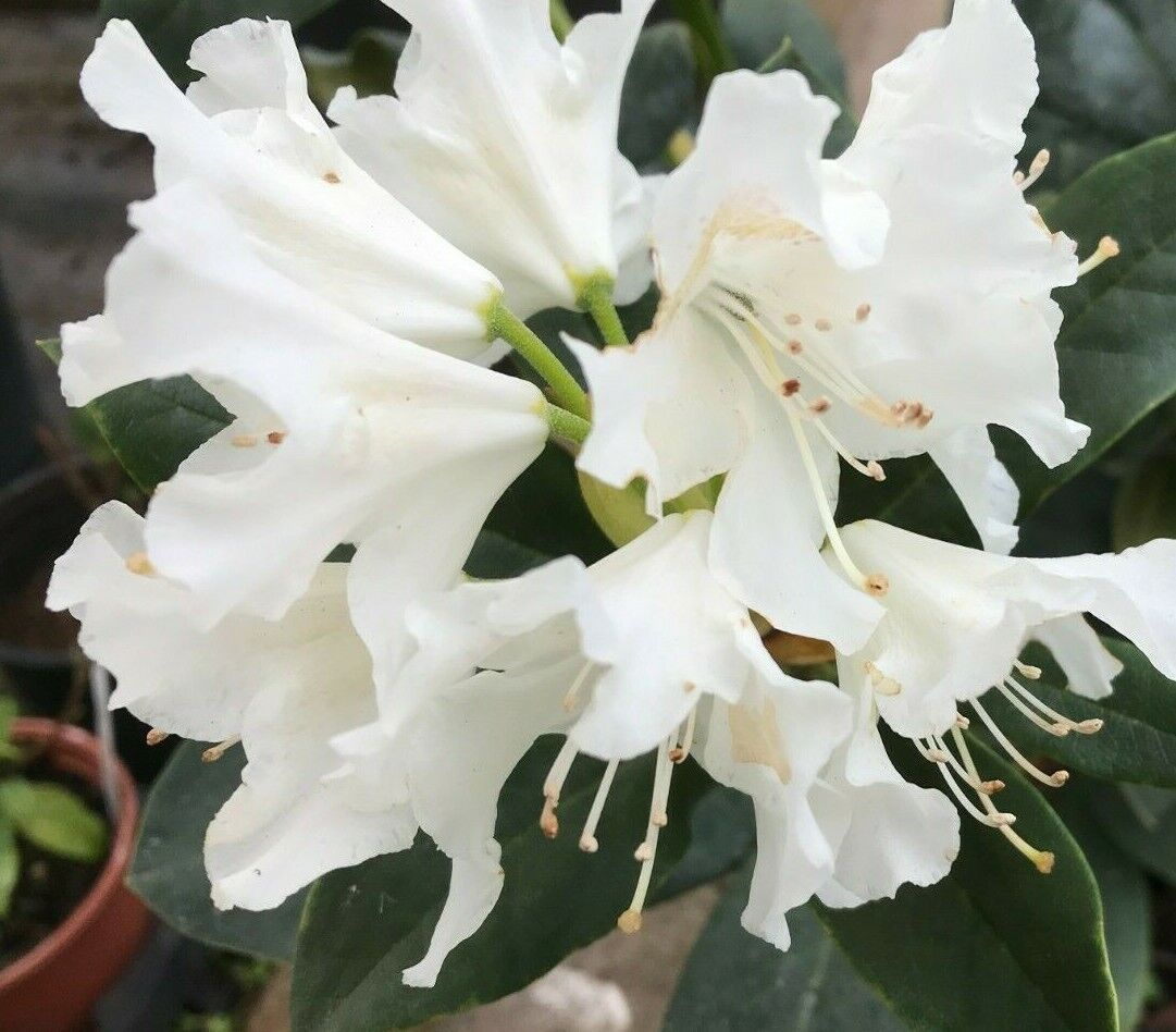 Rhododendron Alba