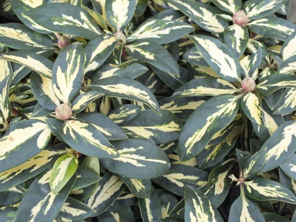 Rhododendron Moulton Gold