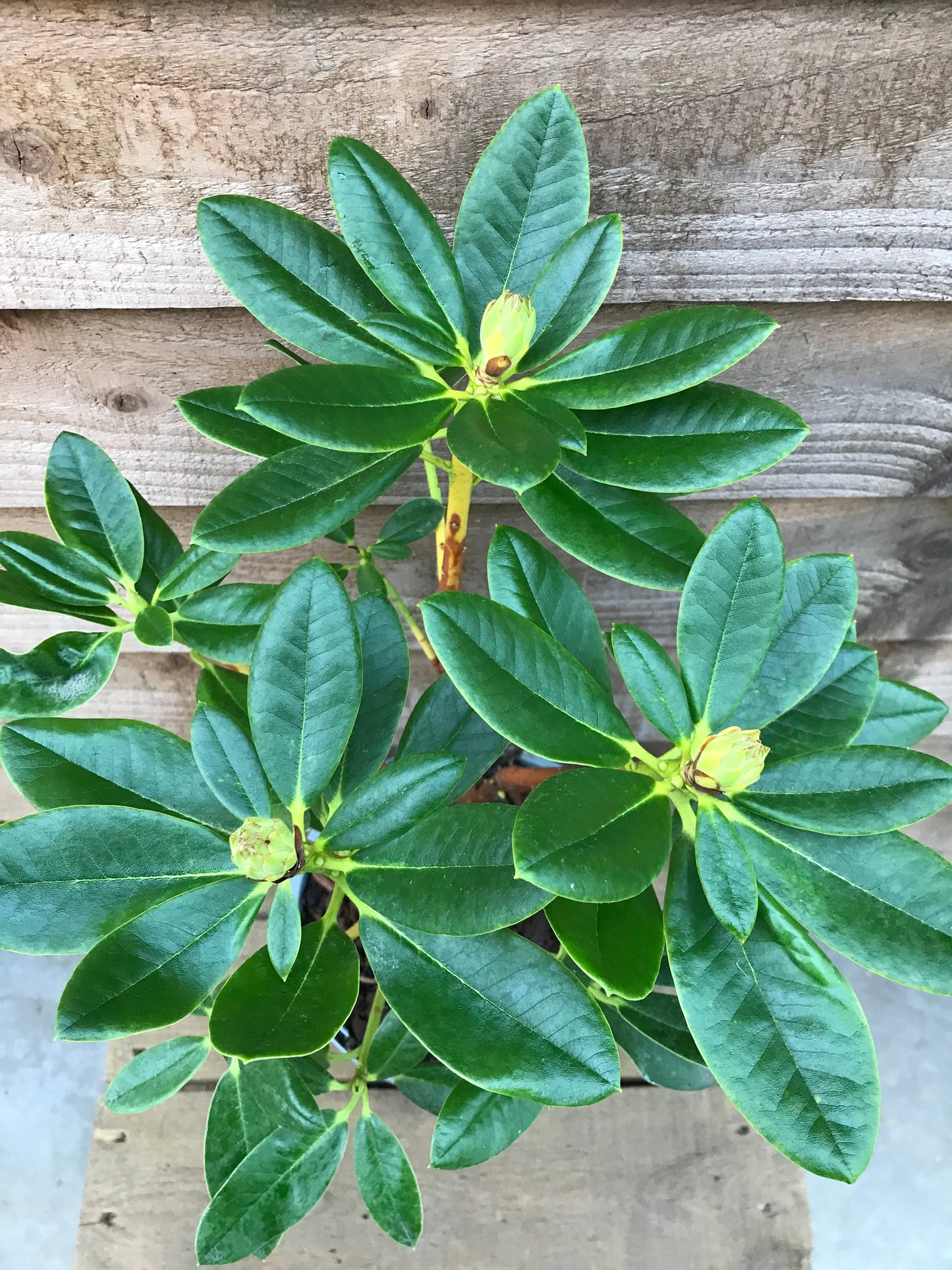 Rhododendron Nancy Evans