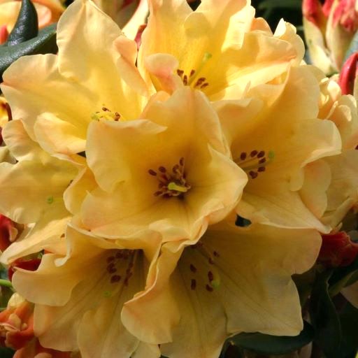 Rhododendron Nancy Evans