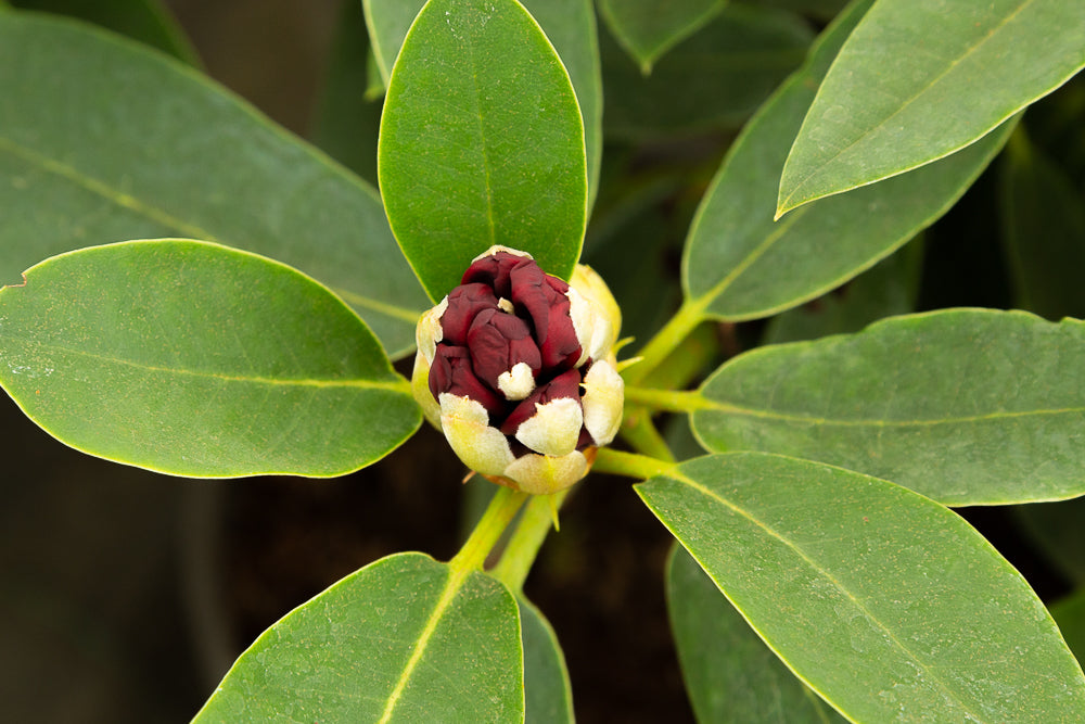 Rhododendron hybrid ‘Black Magic’