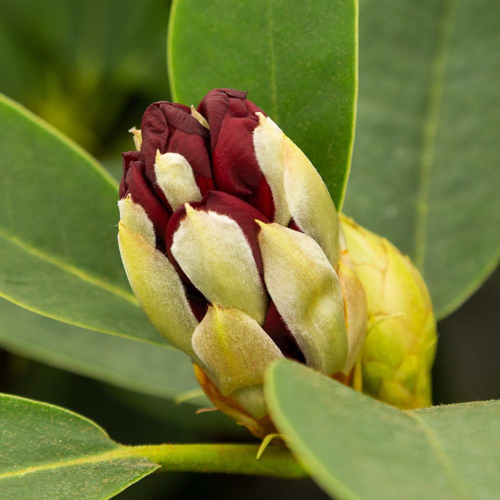 Rhododendron hybrid ‘Black Magic’