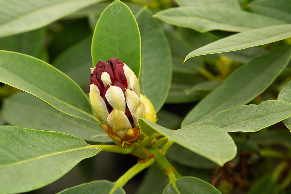 Rhododendron hybrid ‘Black Magic’