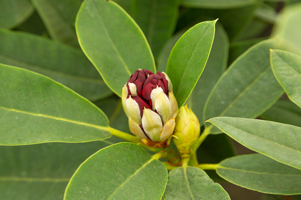 Rhododendron hybrid ‘Black Magic’