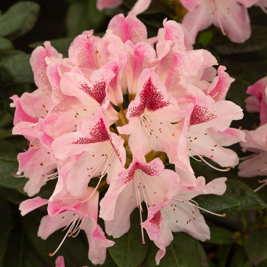 Rhododendron hybrid ‘Cosmopolitan’