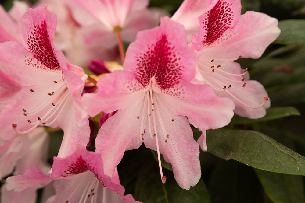 Rhododendron hybrid ‘Cosmopolitan’