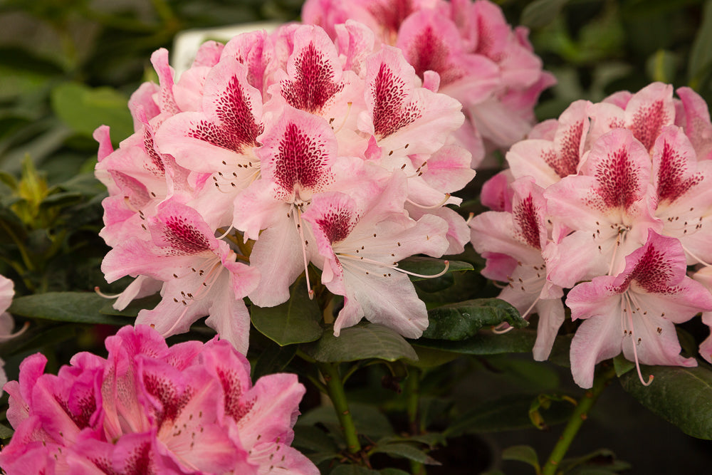 Rhododendron hybrid ‘Cosmopolitan’