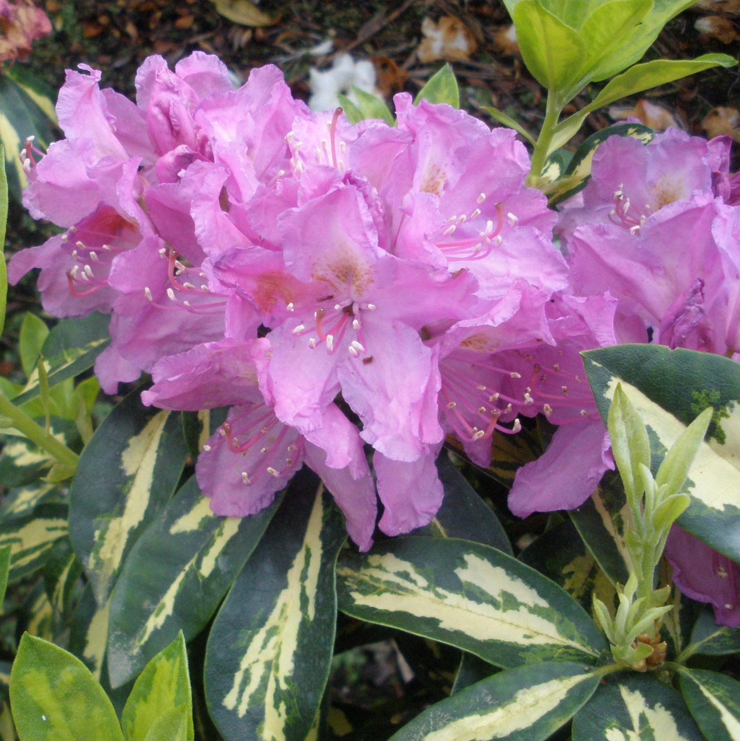Rhododendron Moulton Gold