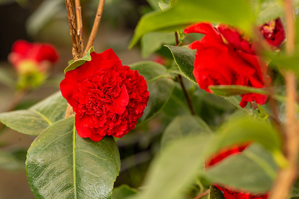 Camellia Ruby Wedding