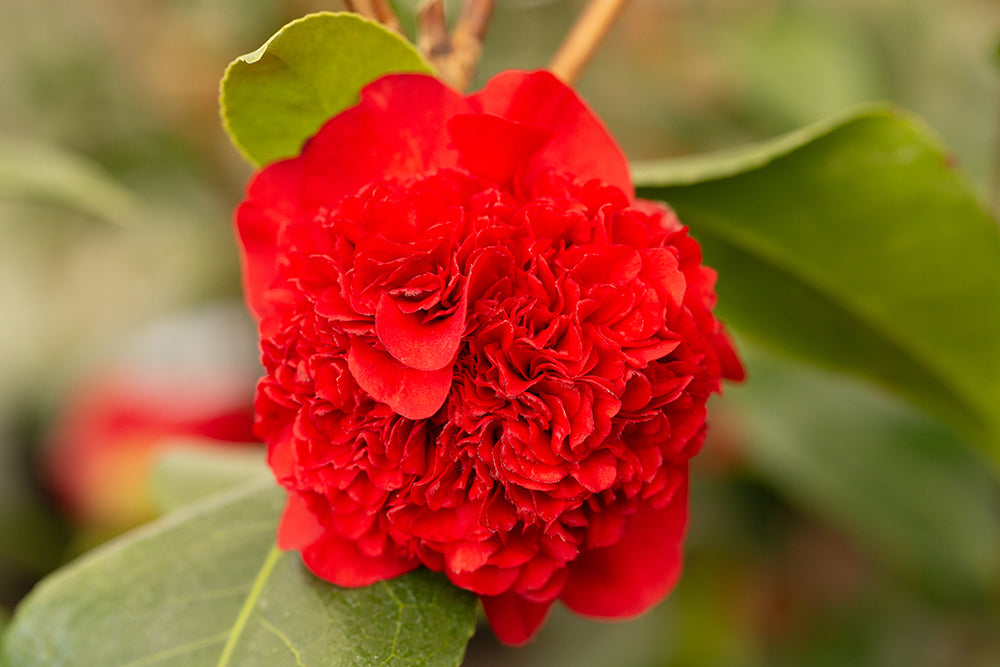 Camellia Ruby Wedding