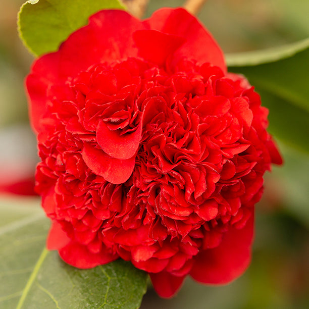 Camellia Ruby Wedding