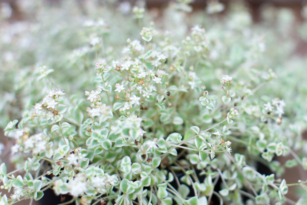 Sedum Little Missy