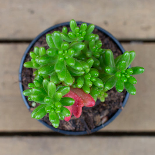 Sedum Rubrotinctum Jelly Bean Plant