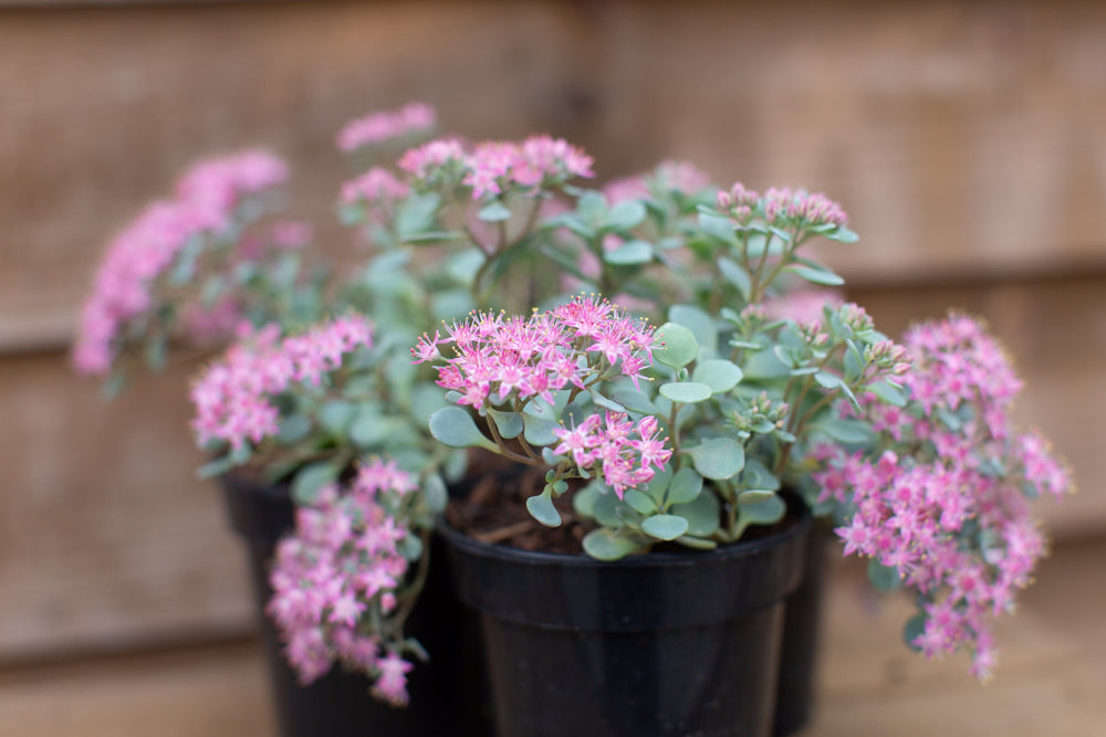 Sedum cauticola ‘Coca Cola’