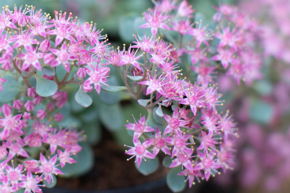 Sedum cauticola ‘Coca Cola’