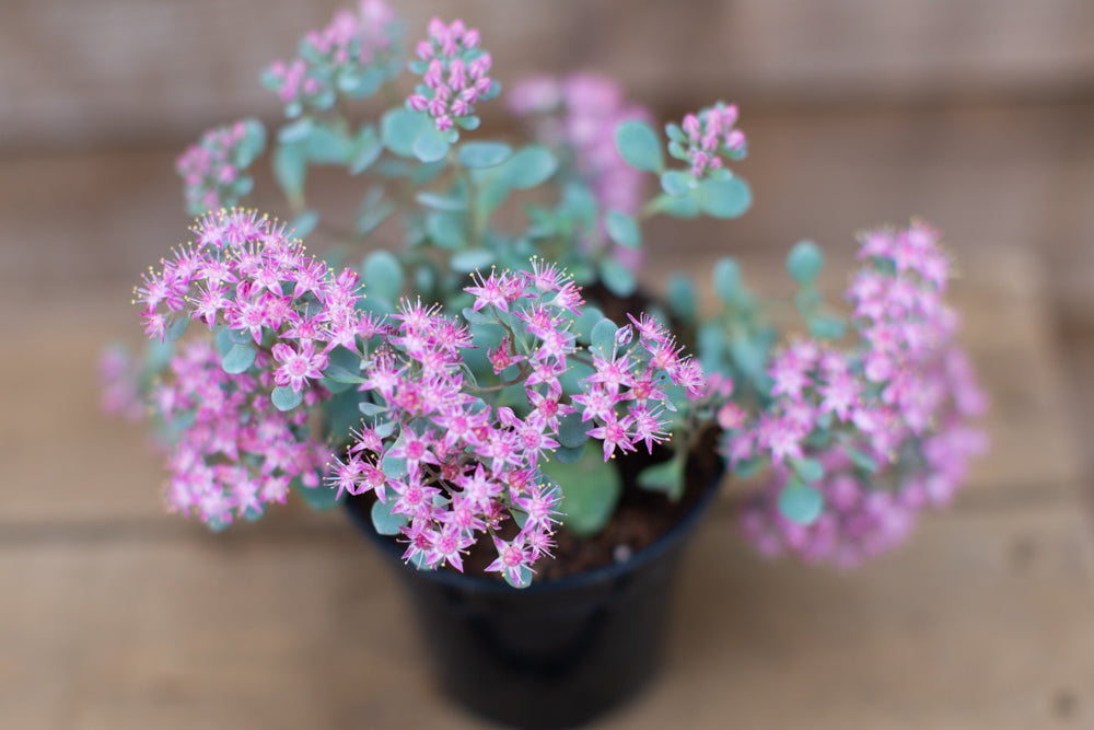 Sedum cauticola ‘Coca Cola’