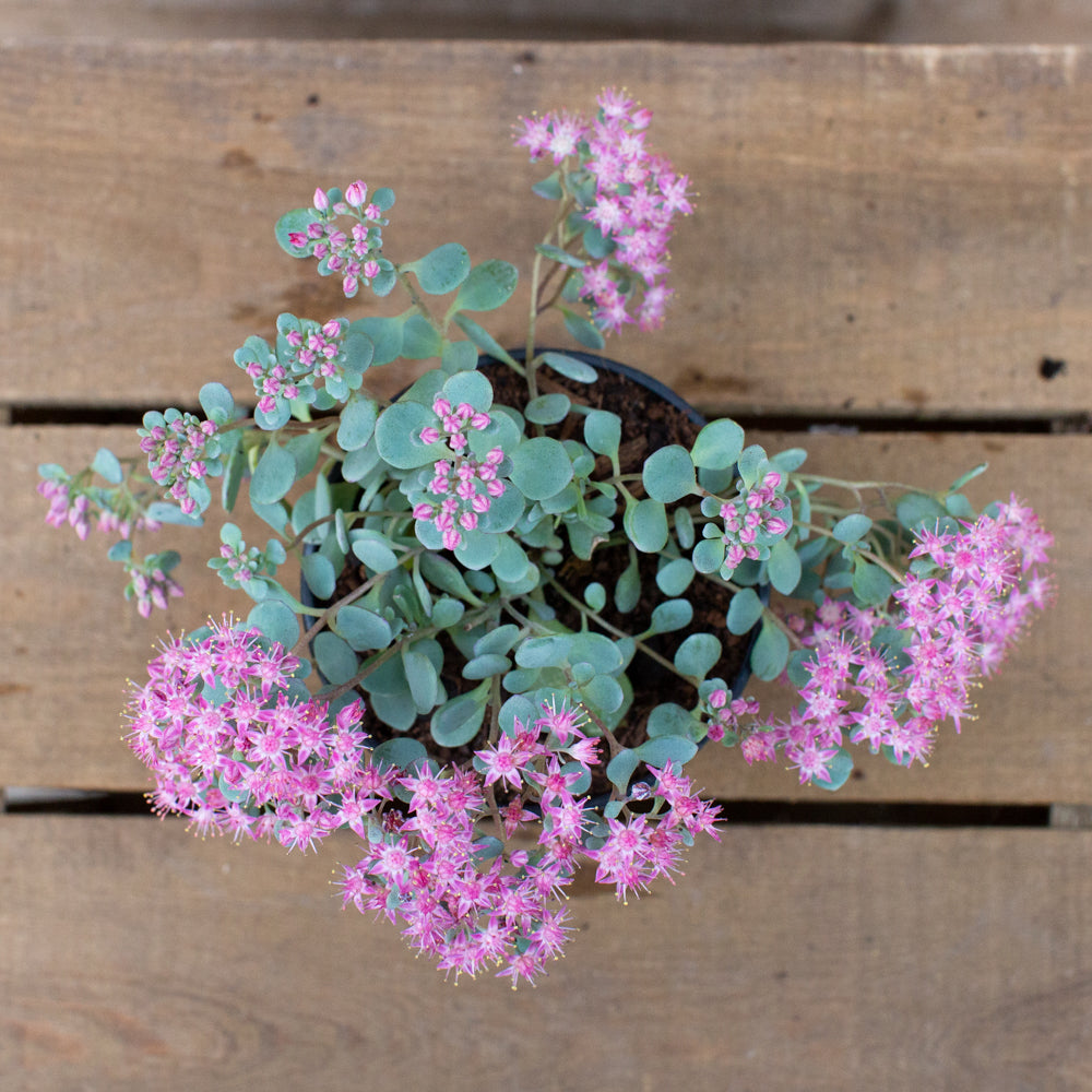 Sedum cauticola ‘Coca Cola’