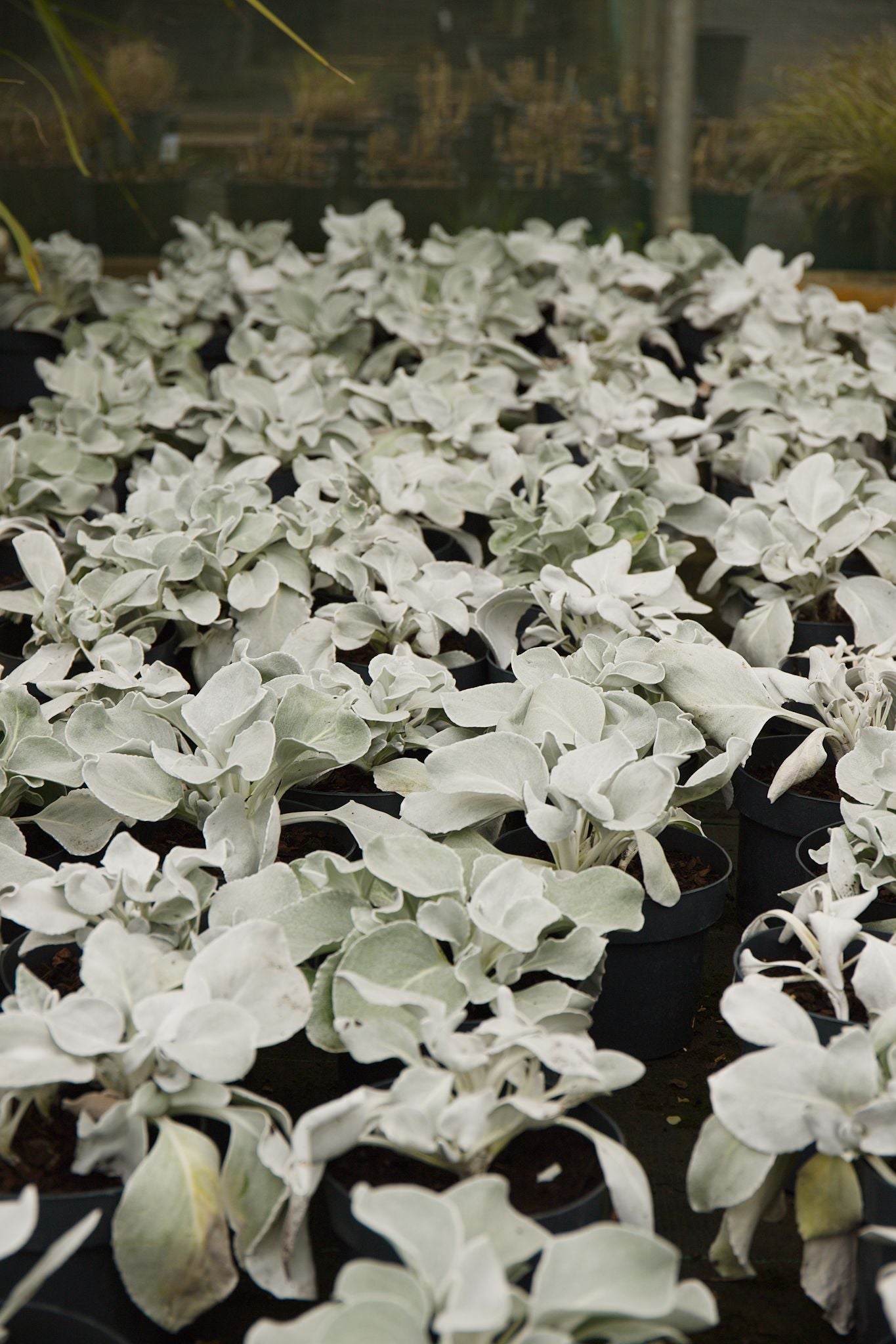 Senecio Angel Wings