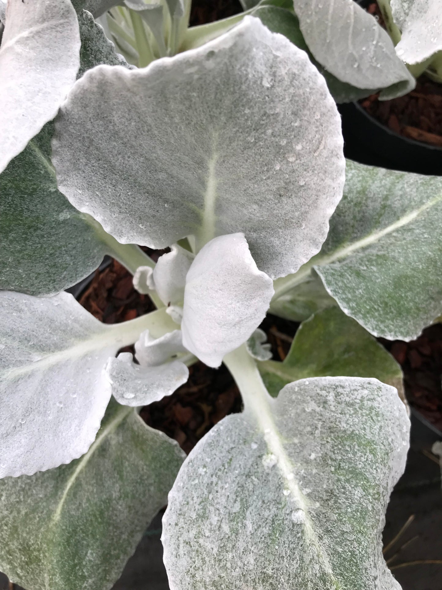 Senecio Angel Wings Hot Plants Senecio angel wings hot plants