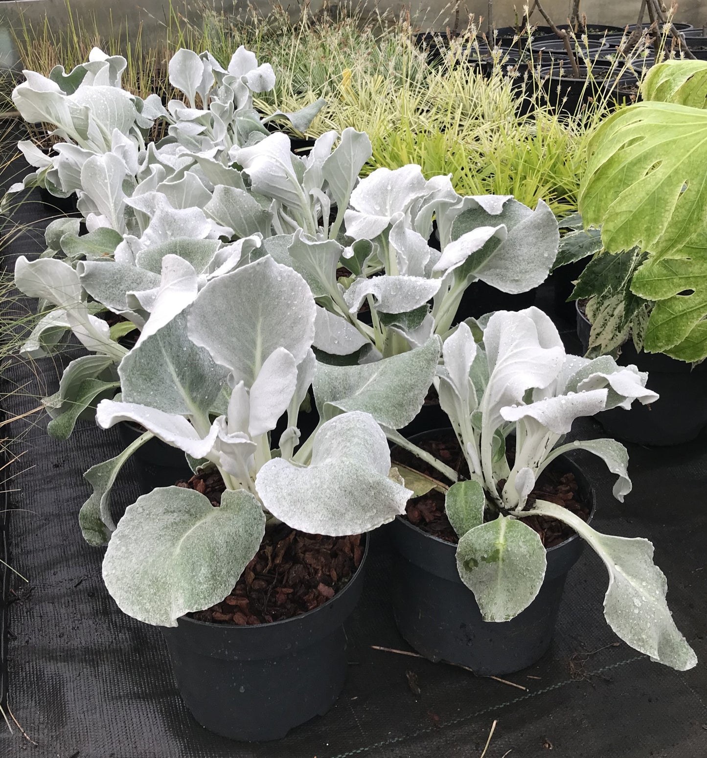 Senecio Angel Wings