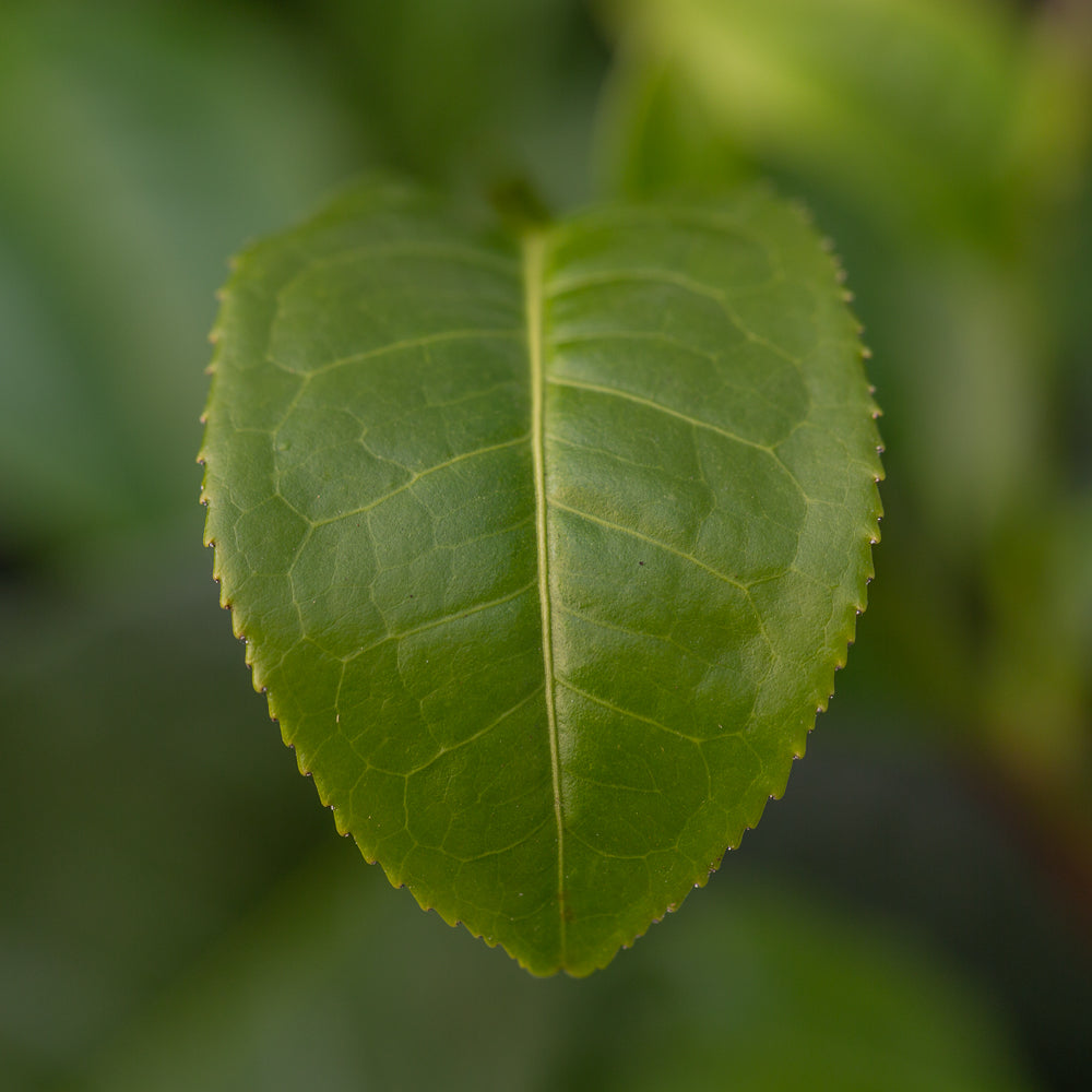 Camellia sinensis var.assamica