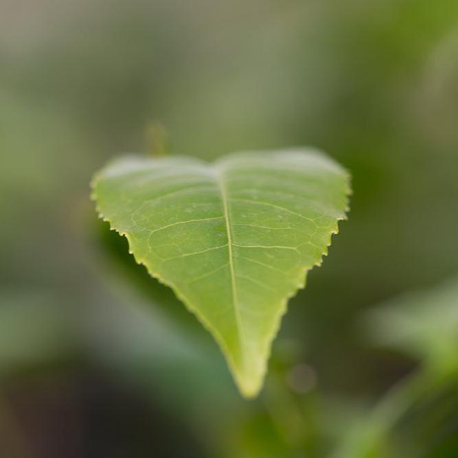 Camellia sinensis var.assamica