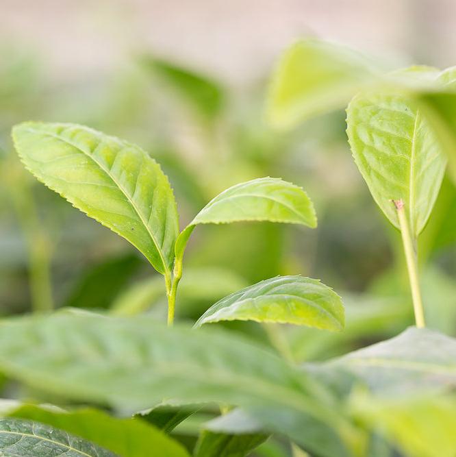 Camellia sinensis var.assamica