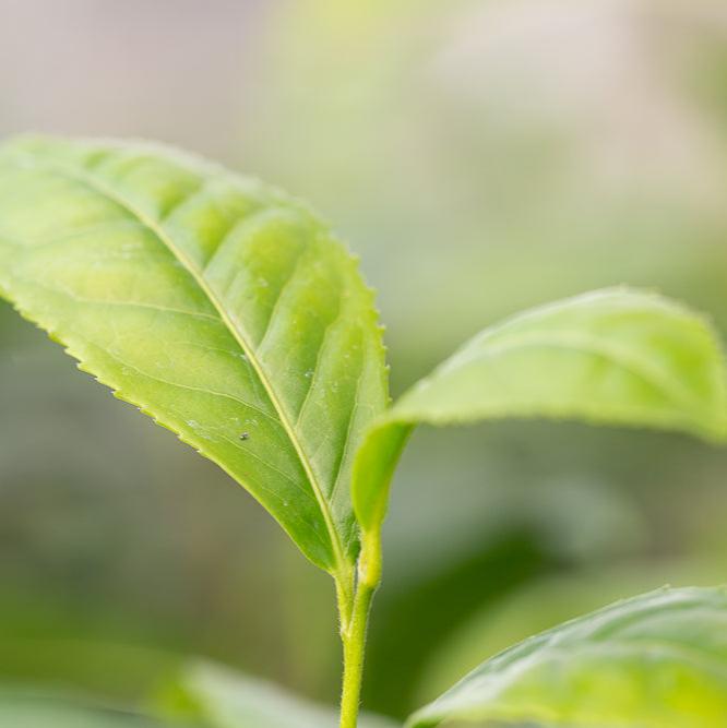 Camellia sinensis var.assamica