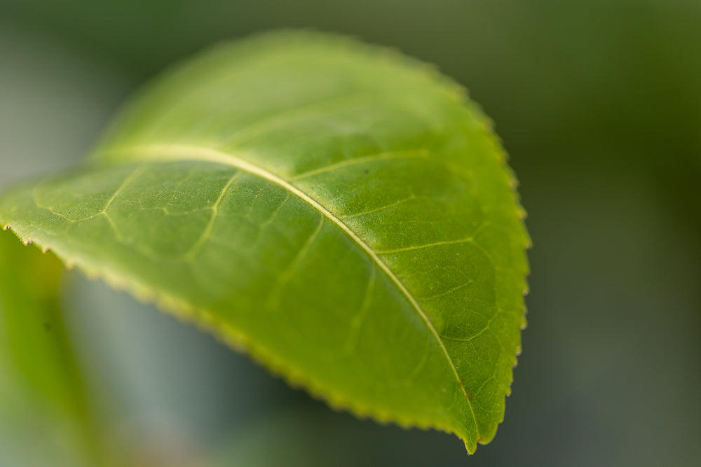 Camellia sinensis var.assamica